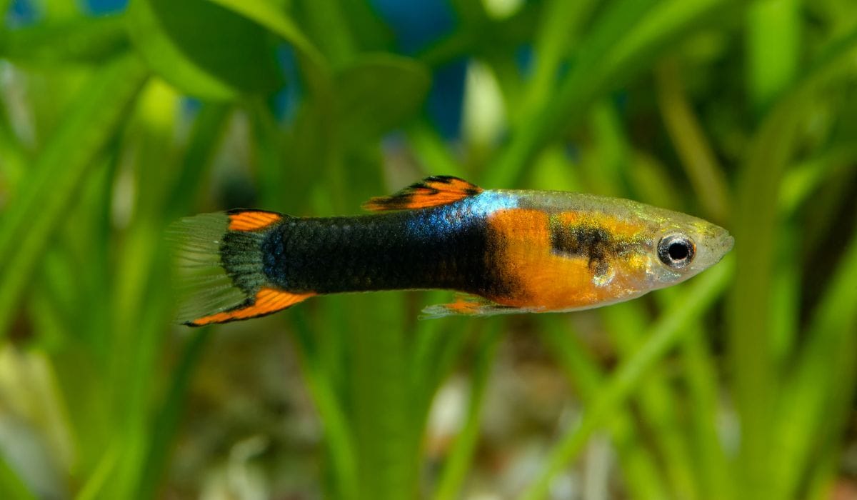 Moet ik een apart kweekaquarium voor guppen gebruiken?