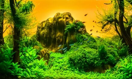 Aquariums op perfecte temperatuur: Aquarium thermostaten