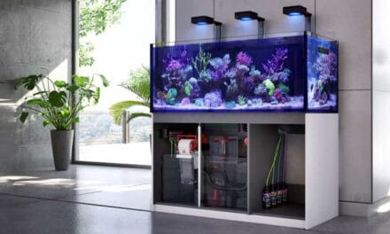 De beste aquarium decoratie in 2024!