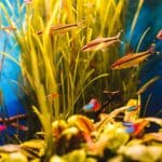 Artemia voer voor guppen