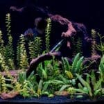 Hoe temperatuur je aquarium beïnvloedt
