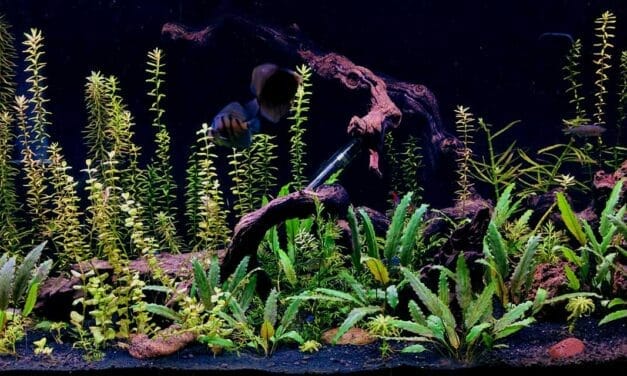 Hoe temperatuur je aquarium beïnvloedt